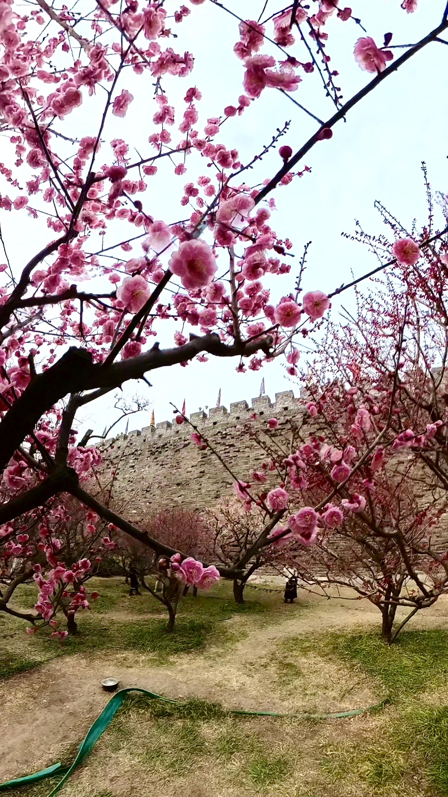 花期从3月中旬到4月上旬,再花10块钱门票,北京明城墙梅花图片隋唐