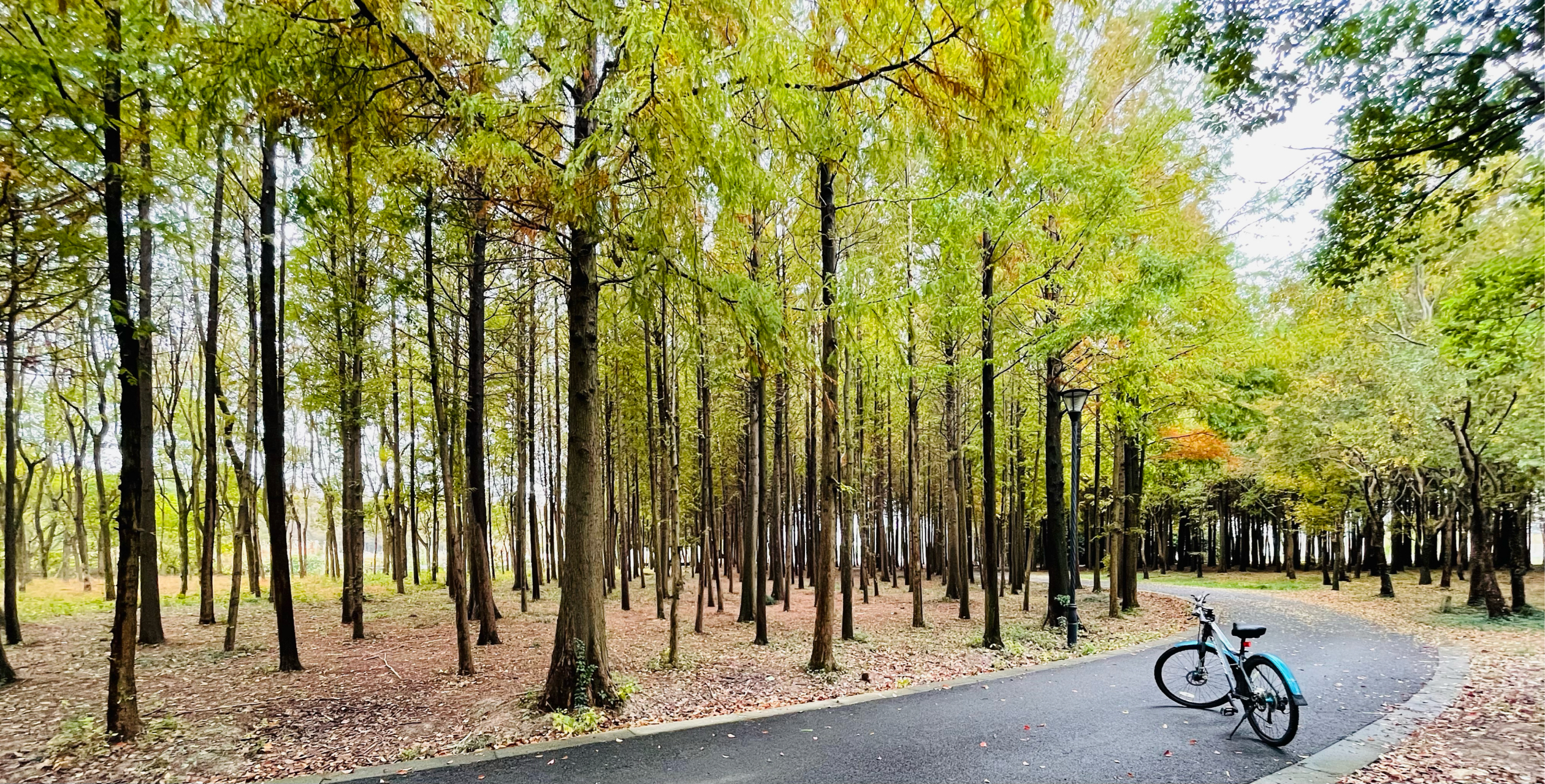 宝山罗泾水源涵养林图片