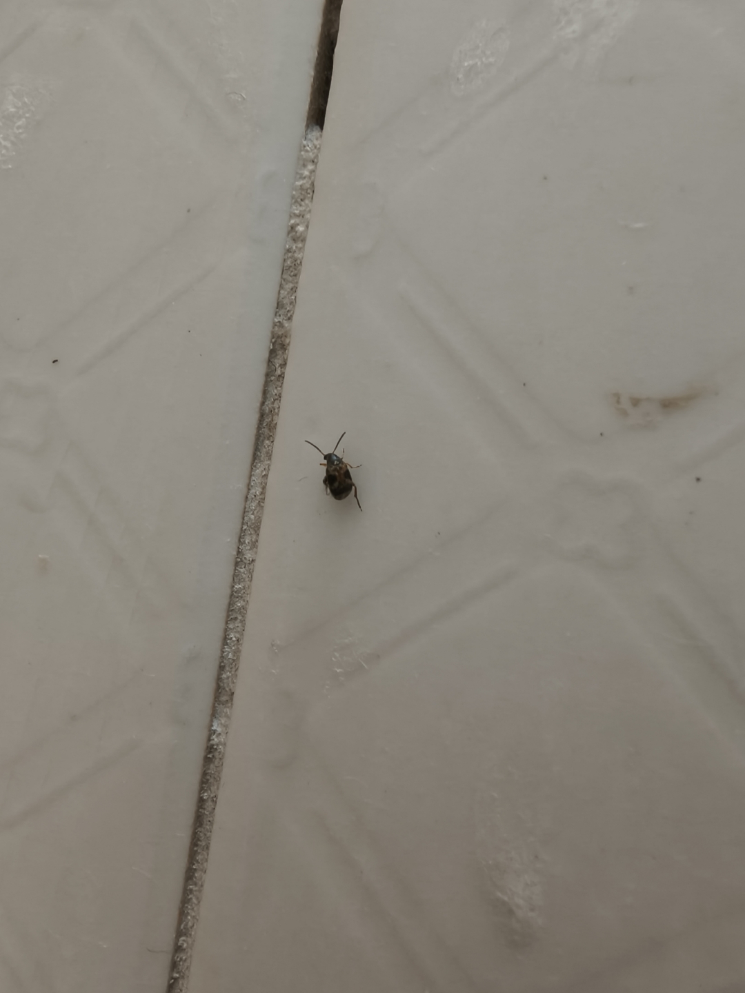 大众甲壳虫 请问大家这种是深圳虫子呢?