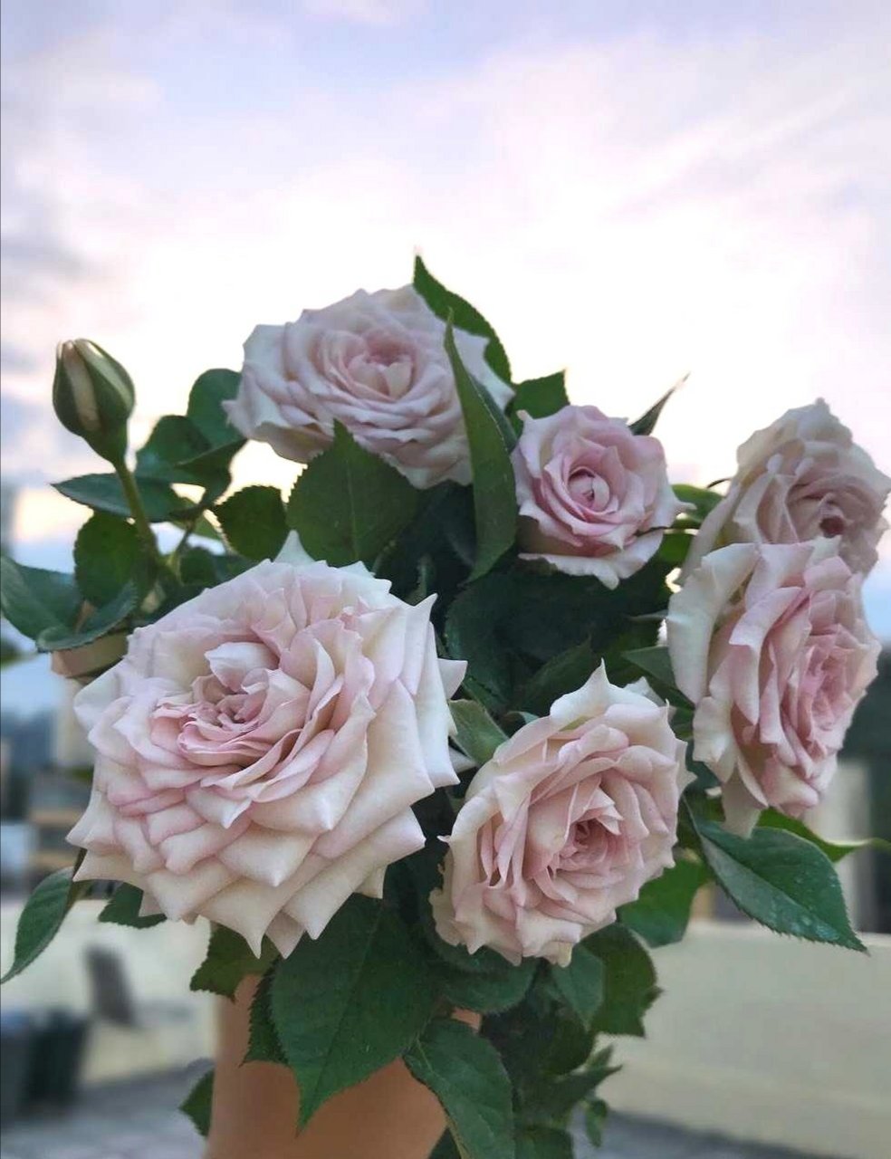 养花#  #月季#  银雨,2014年德国培育的一款灌木月季,花朵直径9cm