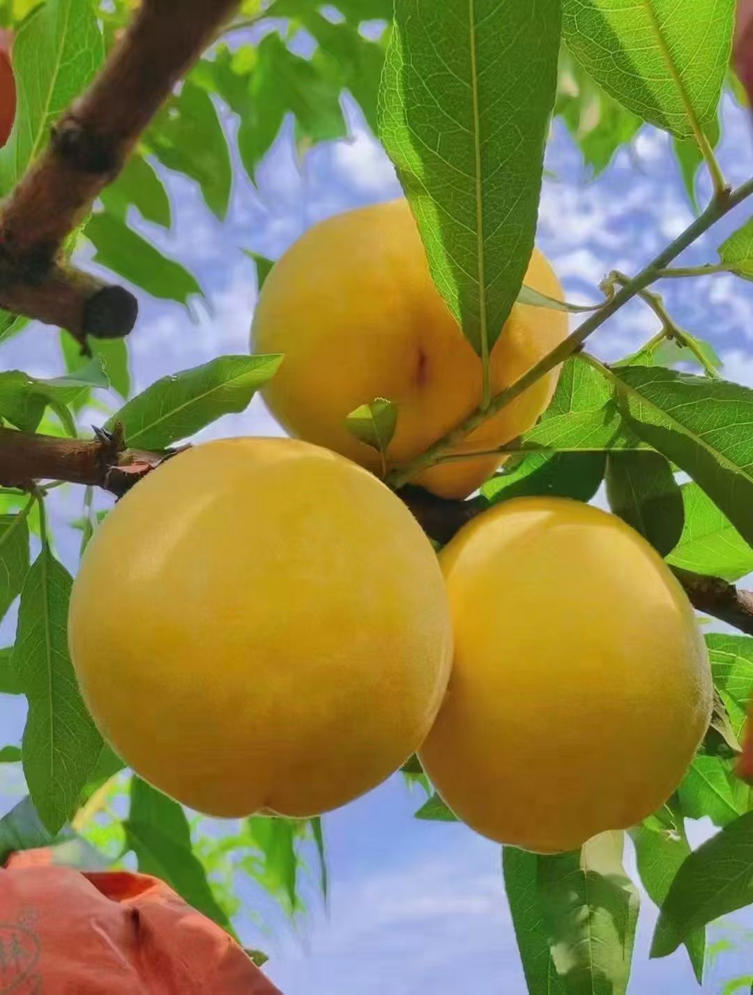 这里群山环抱,溪流潺潺,独特的气候条件让黄桃拥有更长的生长周期