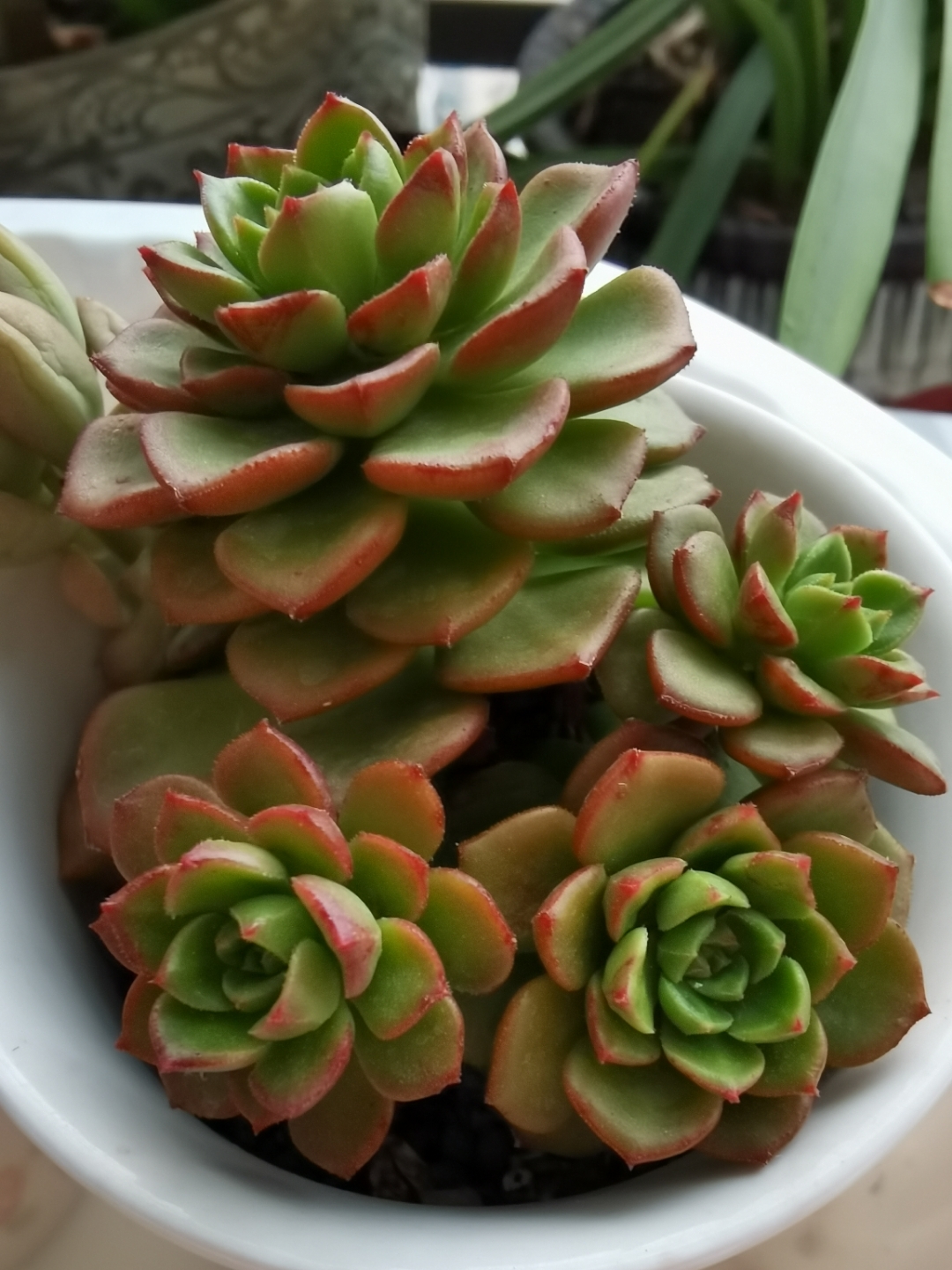 图片香蕉树缀多肉出状态什么样多肉香花缇幼苗多肉红骑士幼苗什么样子