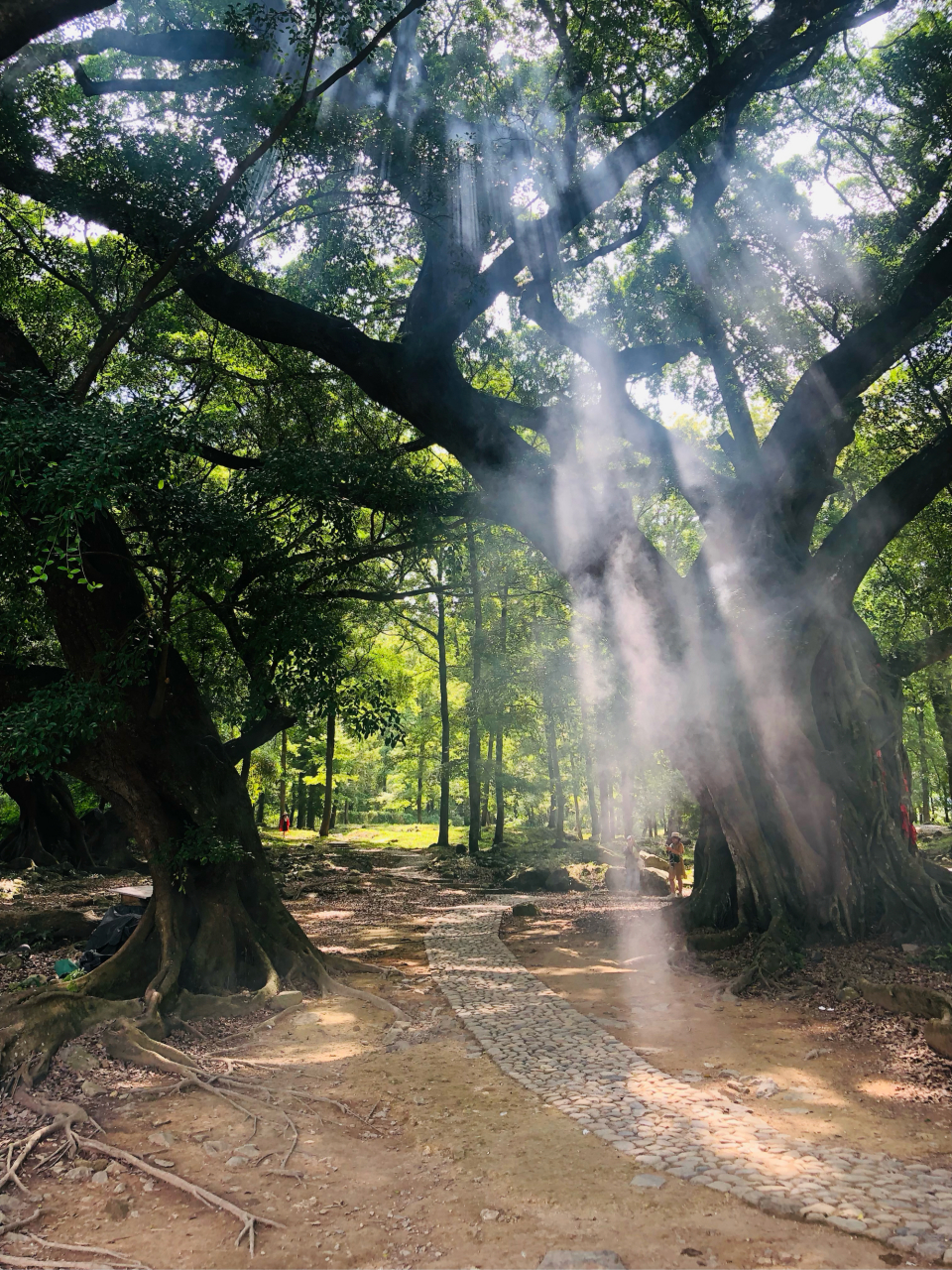 景区:霞浦杨家溪榕枫公园 如果只去榕枫公园就不要导航到杨家溪景区了