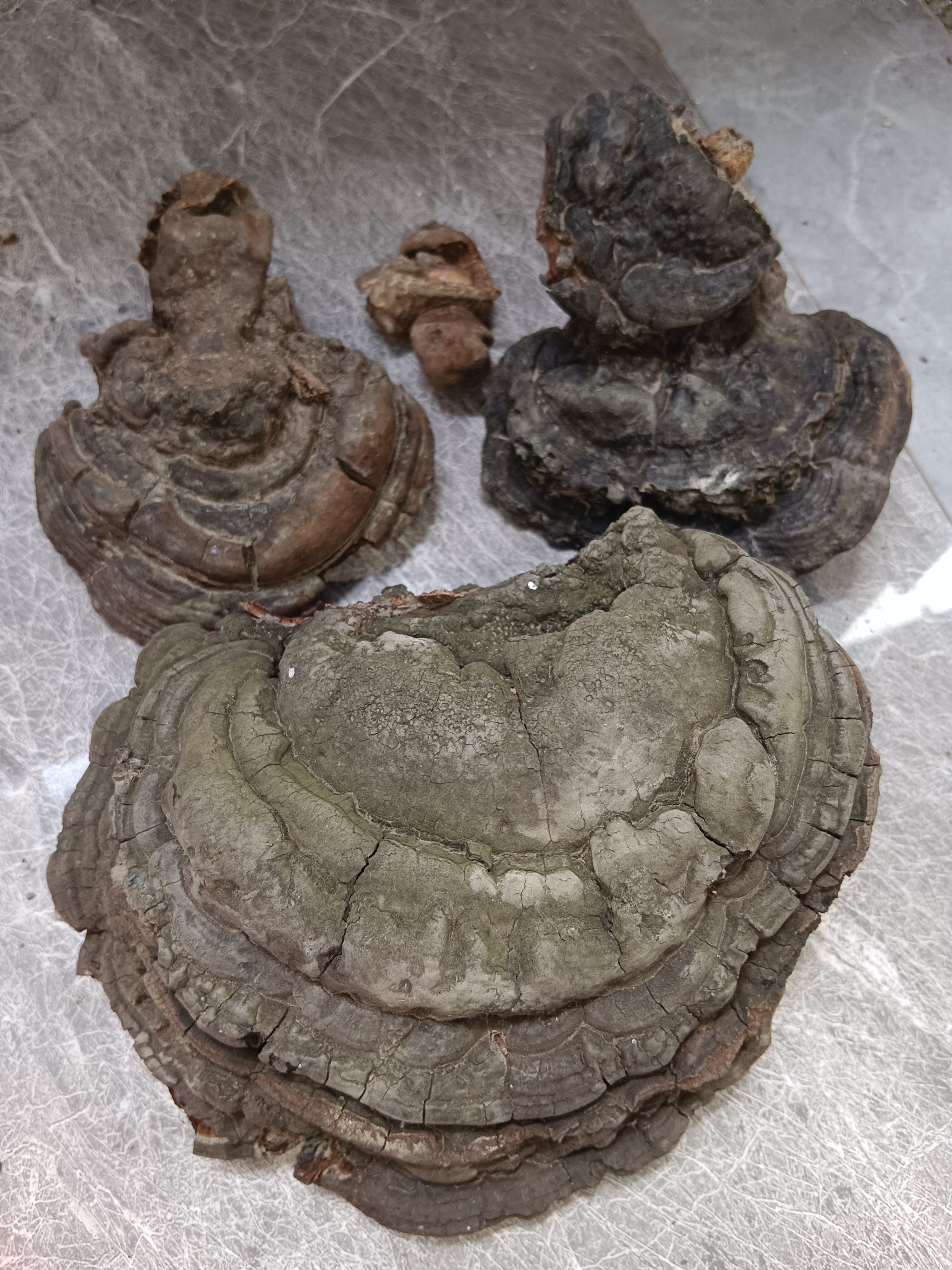 我的野生树舌灵芝,质量怎么样?