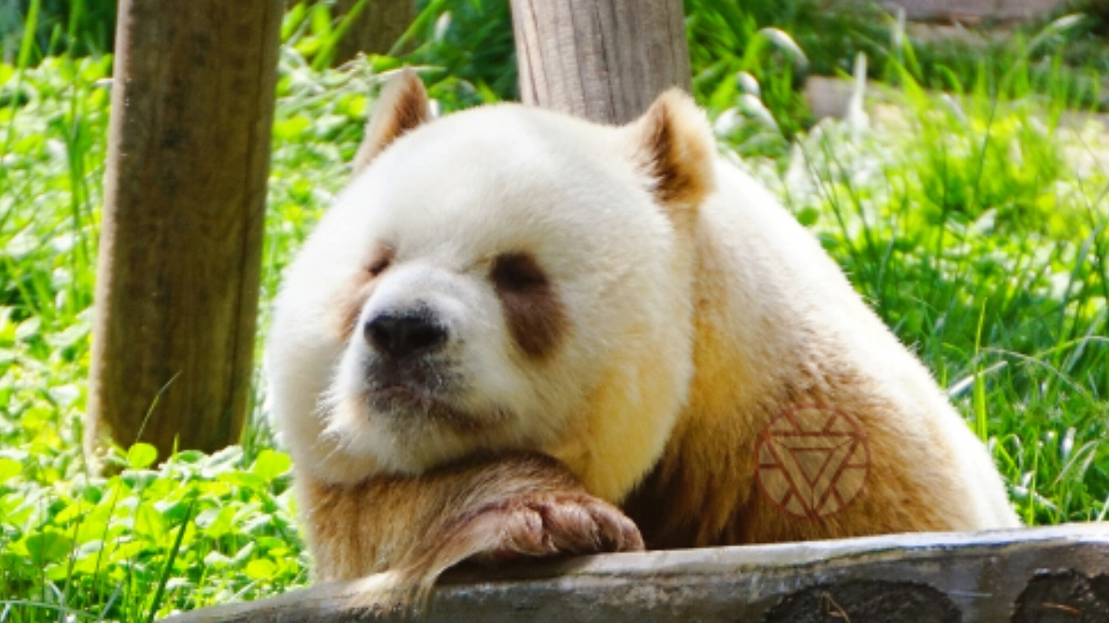 棕色大熊猫七仔#可爱呆萌棕色大熊猫七仔日常