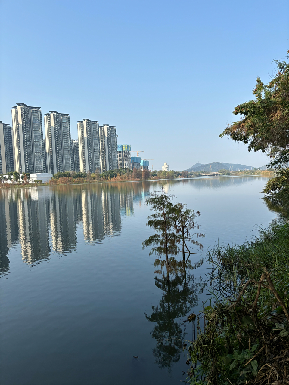 容桂水道 几条翘嘴 新年好