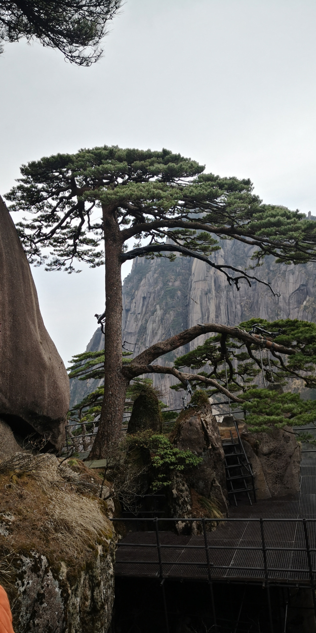 约会黄山,迎客松屹立山峰之上,悬崖缝隙之间,山间松树形态各异,按照