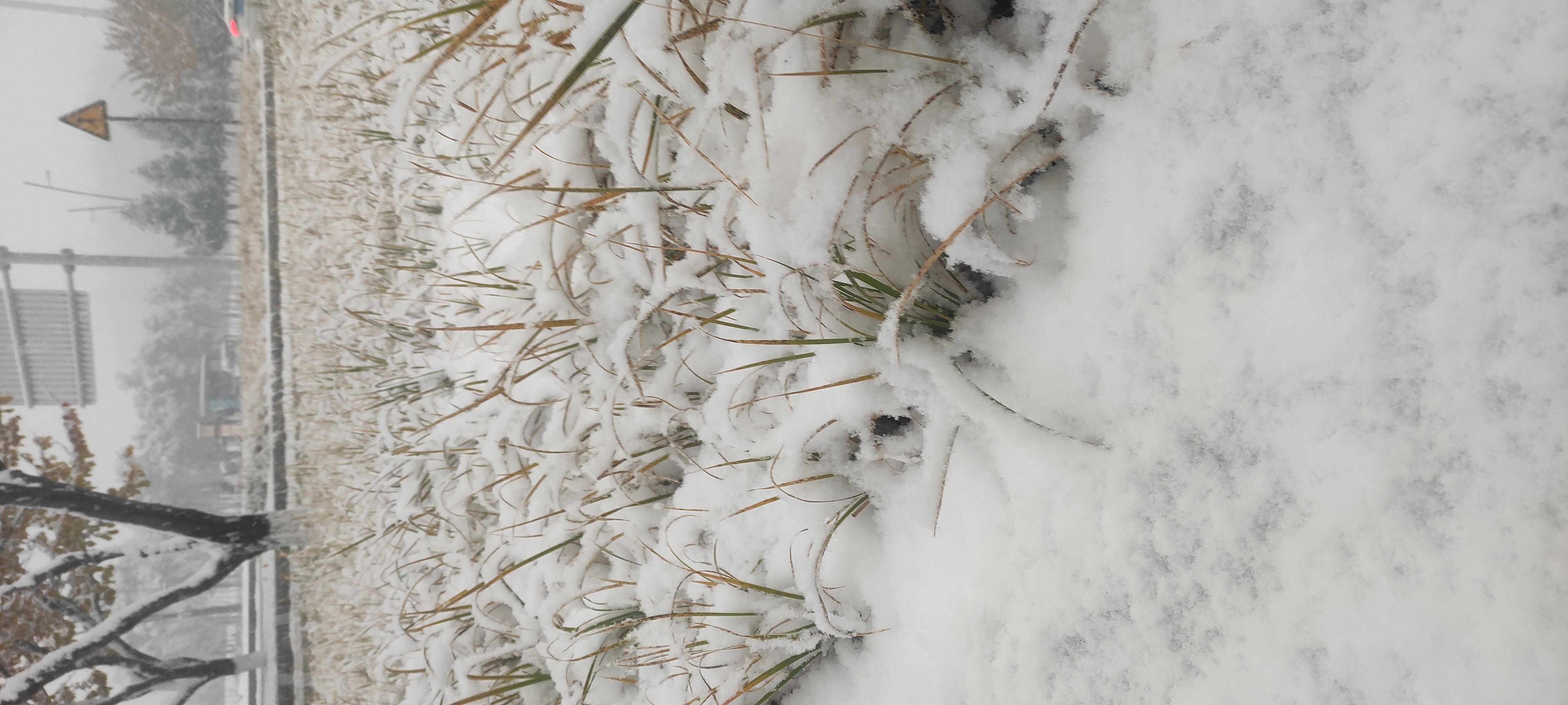 雪花飘飘