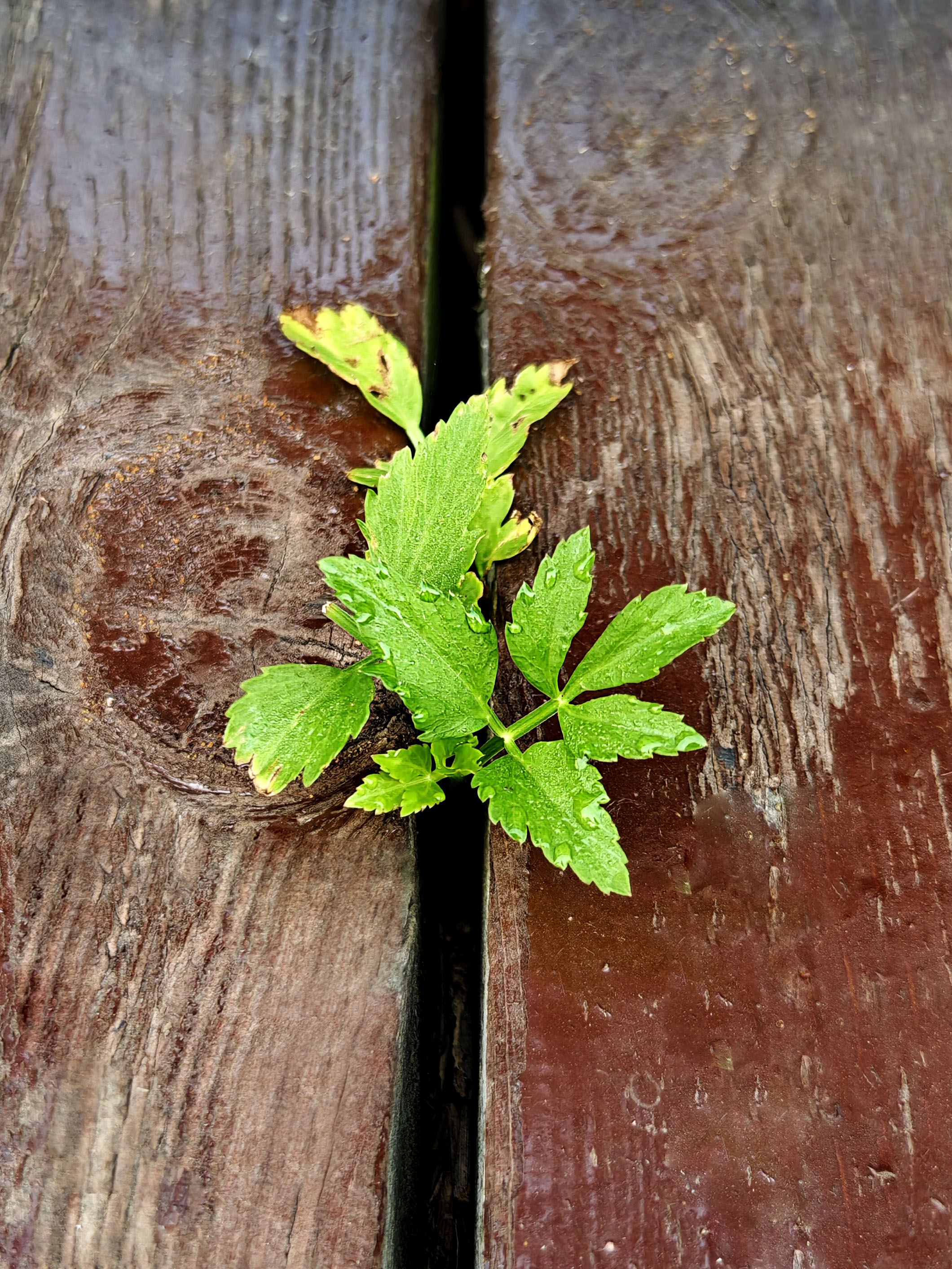 小草虽然平凡,但生命力顽强,只要有一线生机,它们就会茁壮成长