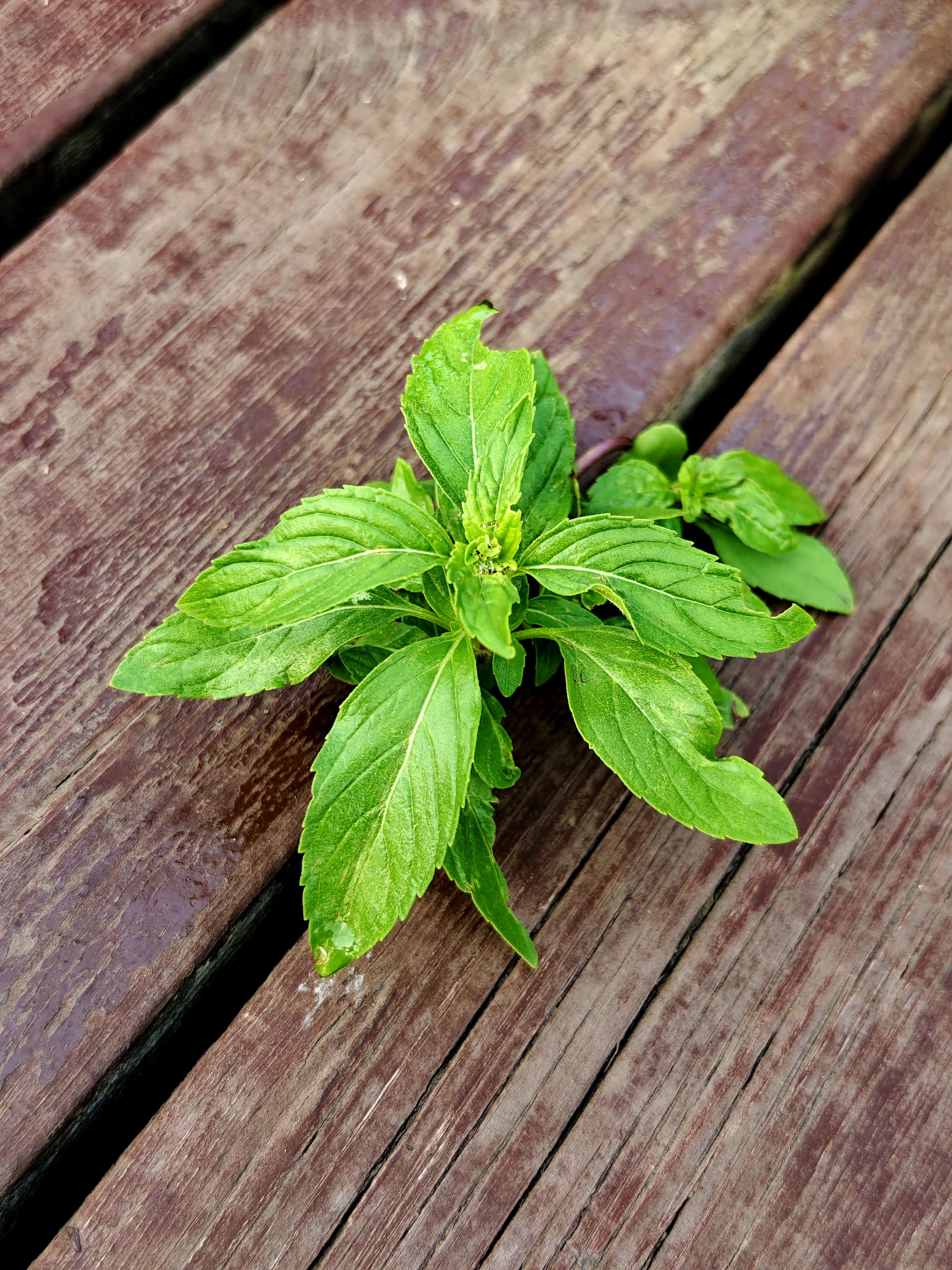 野草幼苗图片