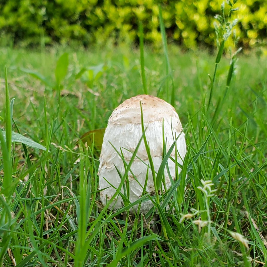 在小区溜达时