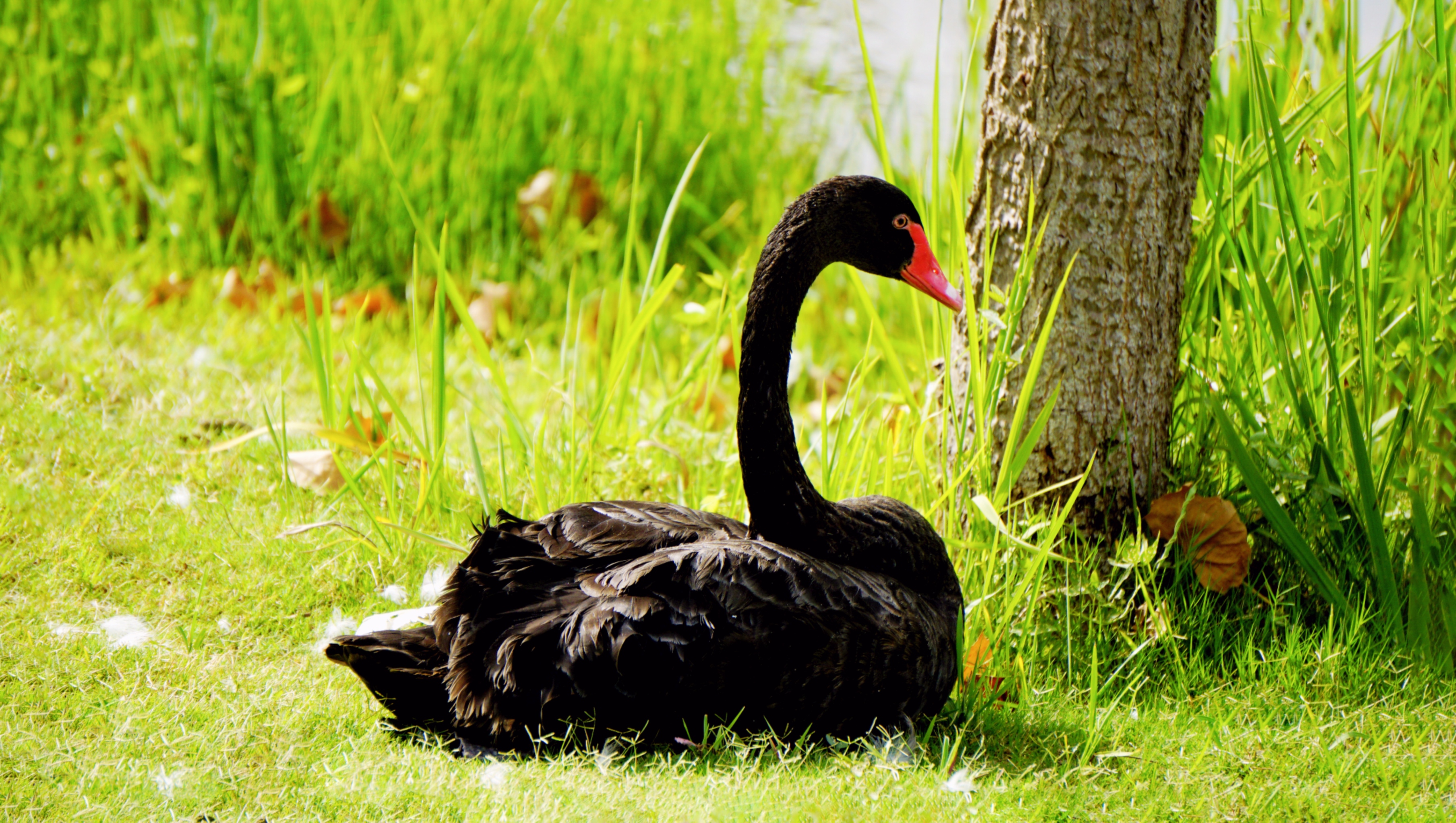 活动# 前段时间,我在公园里遇到两只岸边休憩的黑天鹅,它们红喙黑羽