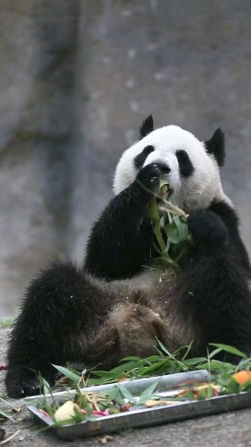 看这只可爱的小熊猫,它坐在那里,前爪紧紧地抓着竹叶和竹竿,仿佛在