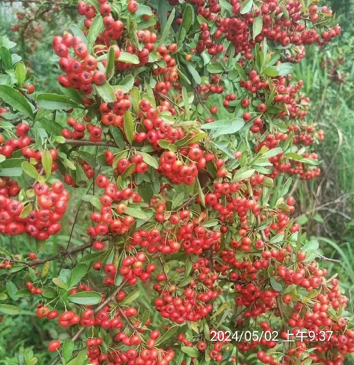 在森林或灌木丛背景下,它显得格外醒目,满山遍野都是这种小果子,据说