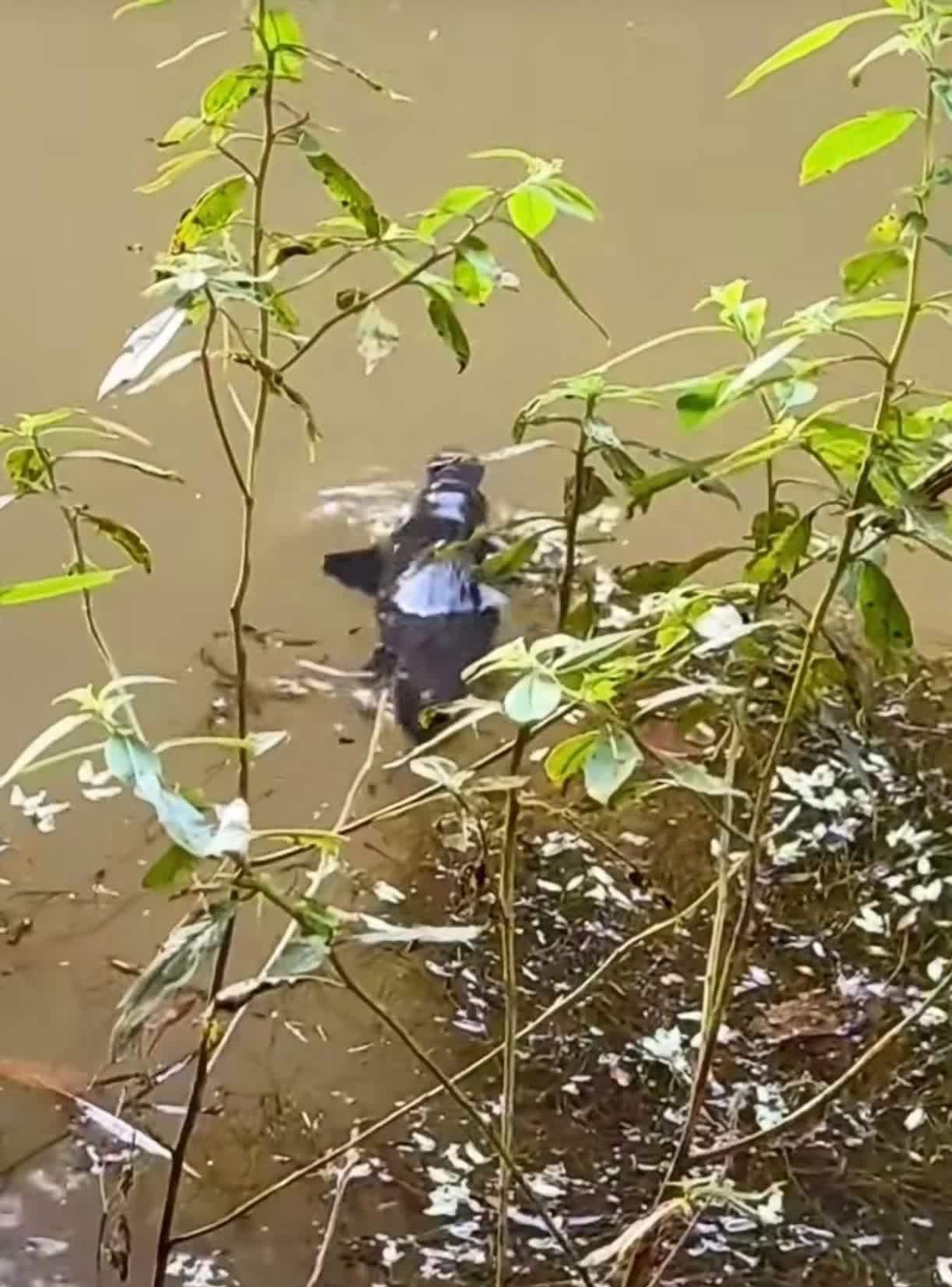 淡水鱼嘴长得像鸭嘴图片