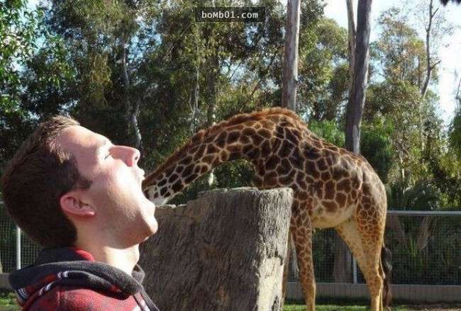 远处的长颈鹿优雅地伸着长脖子,调皮地把头看视伸进一个人的嘴里喝水