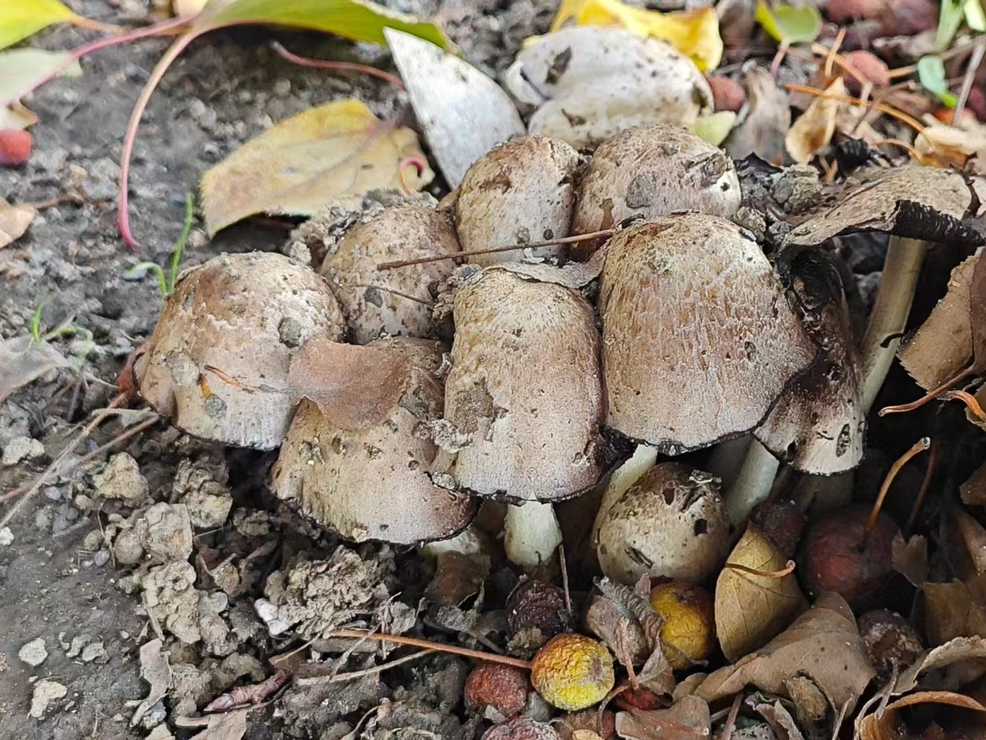 炒一盘菜估计是够了!这种蘑菇在你们那里叫什么呢?#动态连更挑战