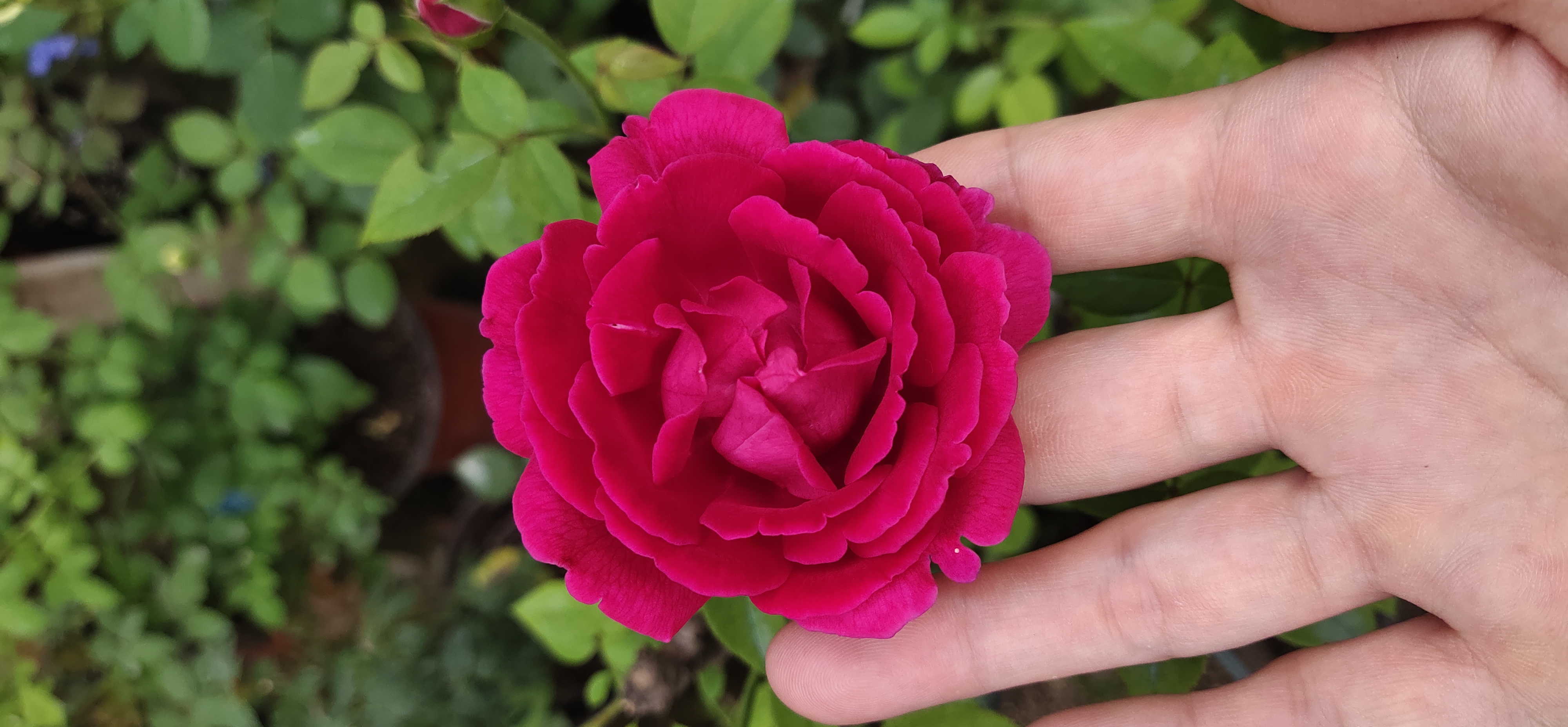 月季花小苗多少钱一颗