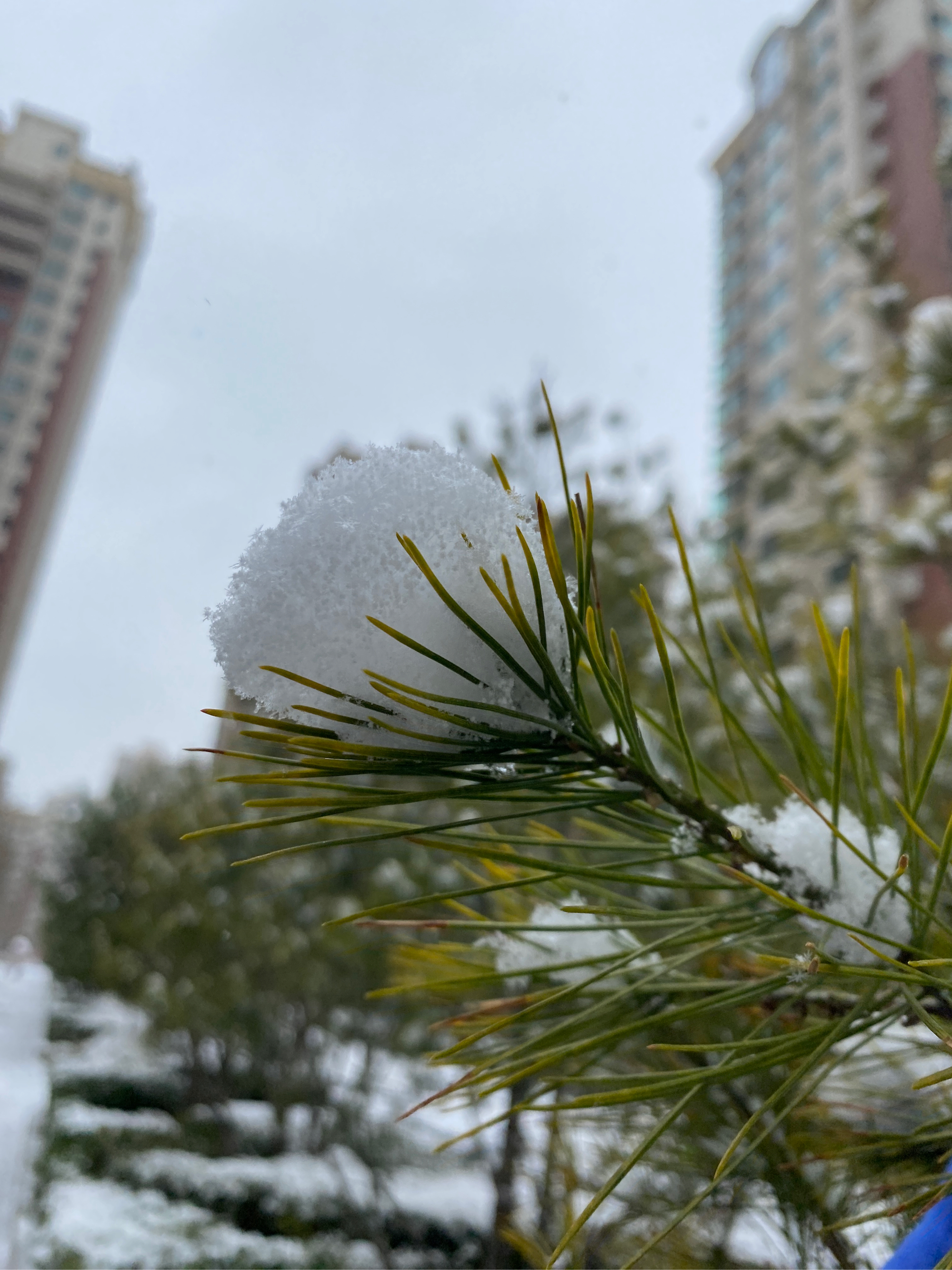 雪花飘飘