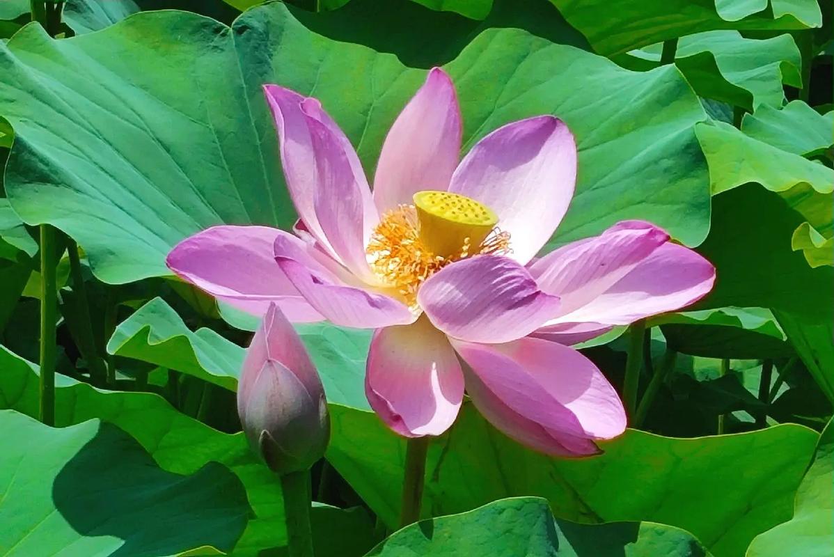 吧看莲花最好去江浙沪一带,万亩莲花同事绽放,何其壮哉,网红打卡处,开