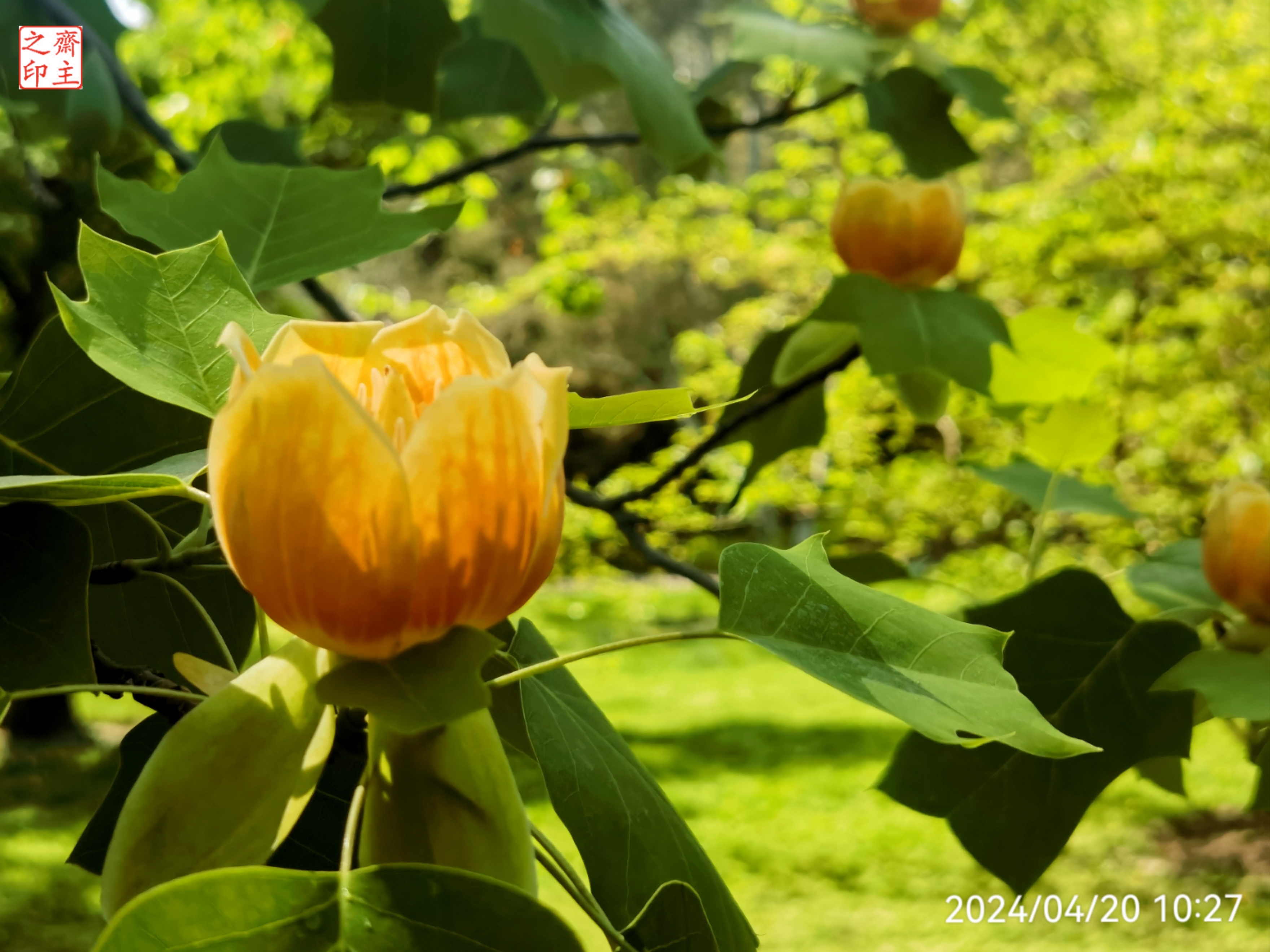 优雅外观珍贵种,濒危保护美名扬. 秋季叶如清马褂,斗寒霜.