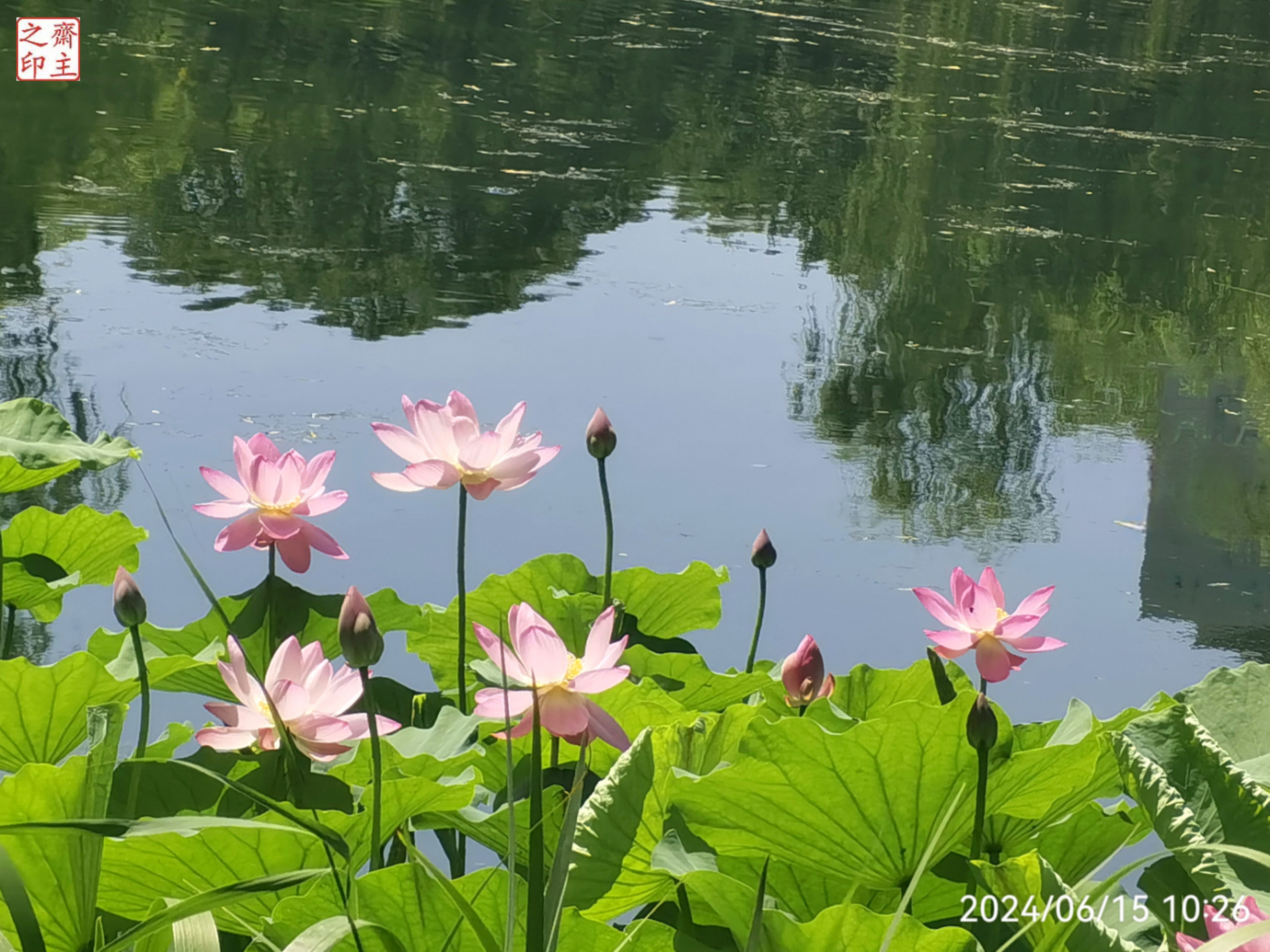 池塘荷花真实图片