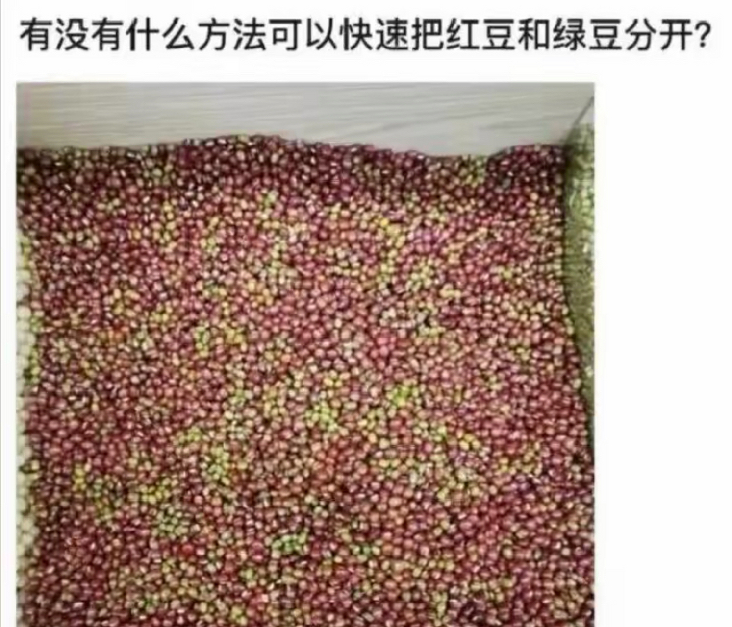 红豆   和  绿豆