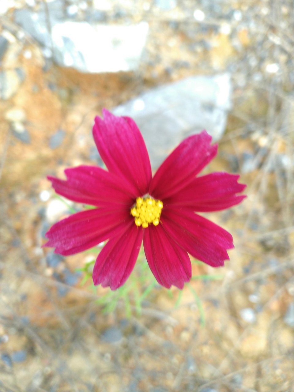 【波斯菊,美】#迎接春天# 为它点赞!