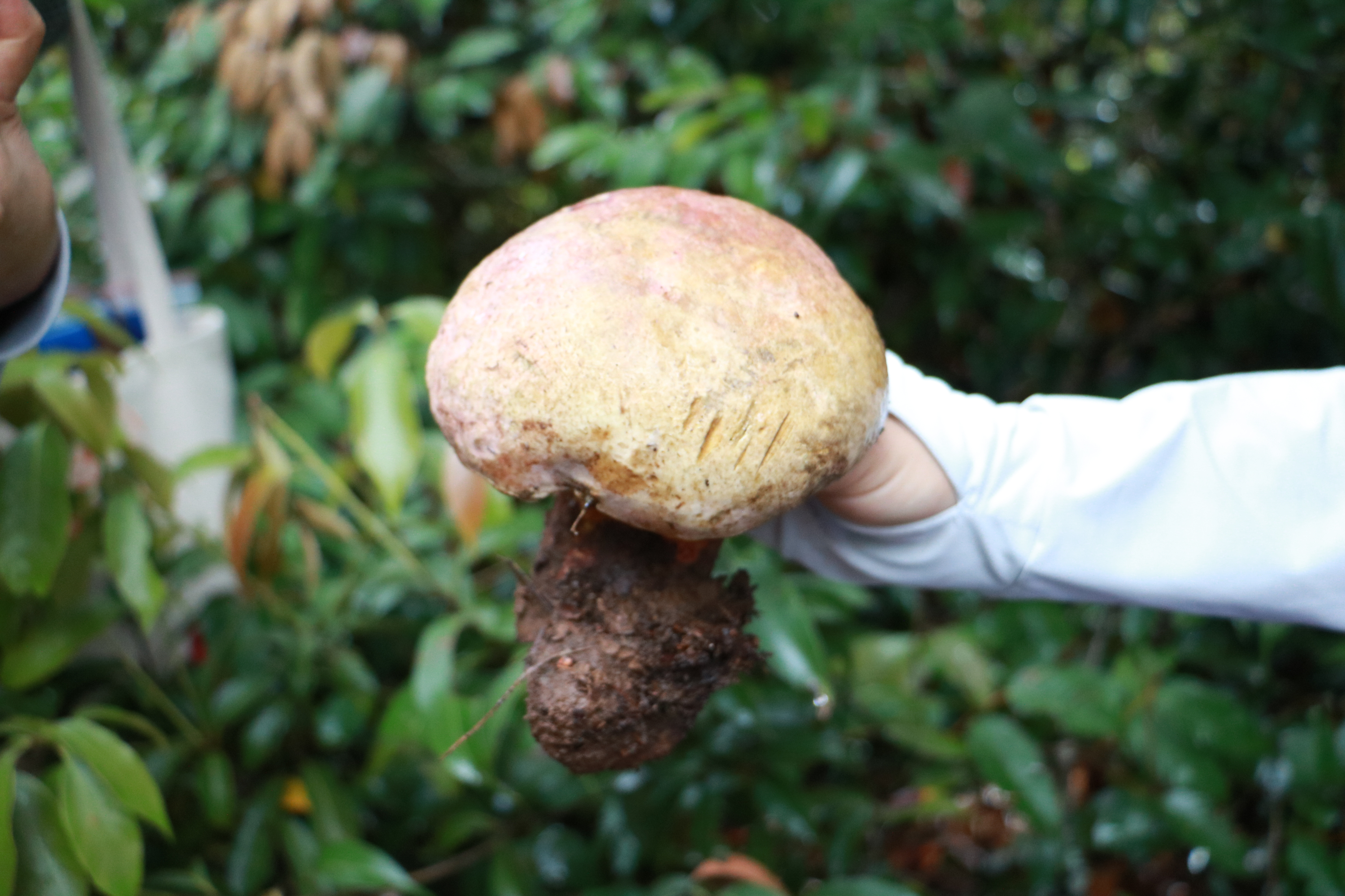 楚雄南华野生菌王国图片