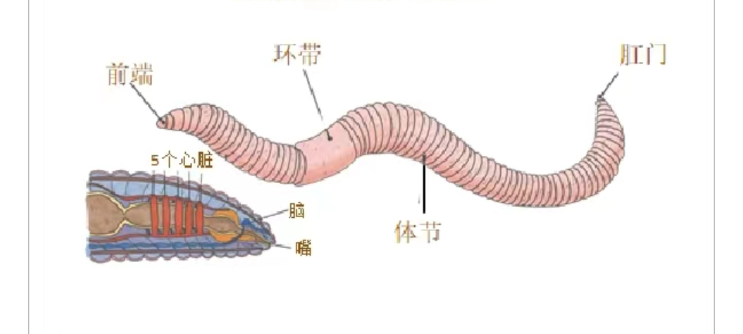 关于蚯蚓🪱你不知道的"身份"——土壤的守护者