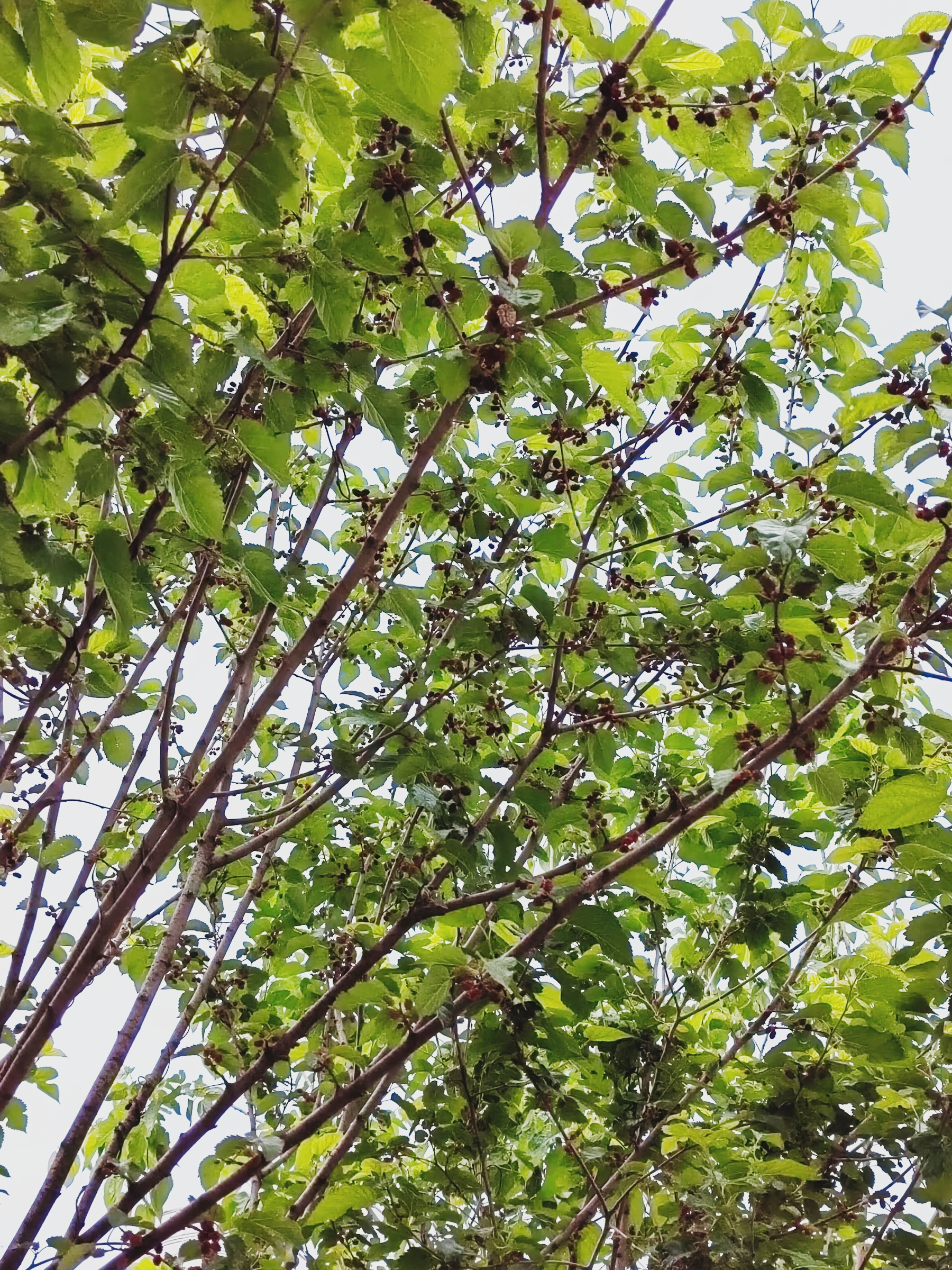 小时候的美味?在路边看见一棵独立的桑树枝桠上结满了红色的