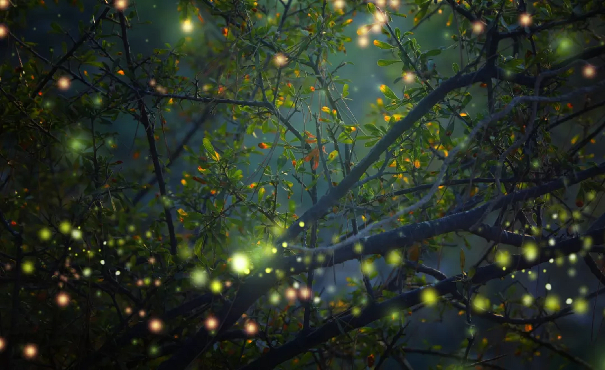 湖水泛起涟漪,倒映着明月, 夜莺悄悄地吟唱,穿越时空.