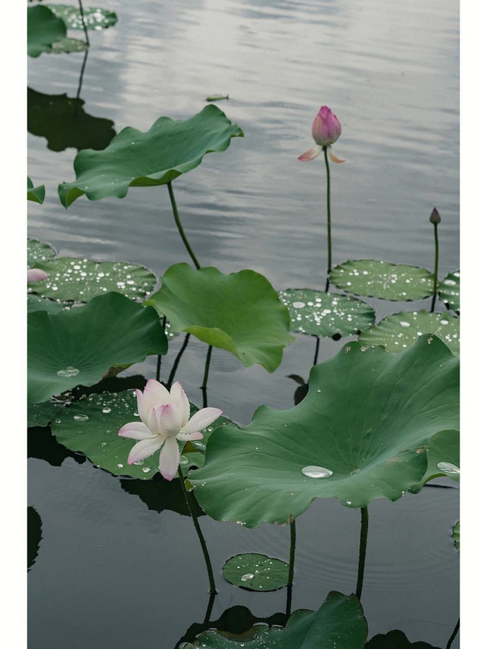 夏雨  雨落在荷叶上, 清澈的雨滴从绿叶缝隙中滴落.