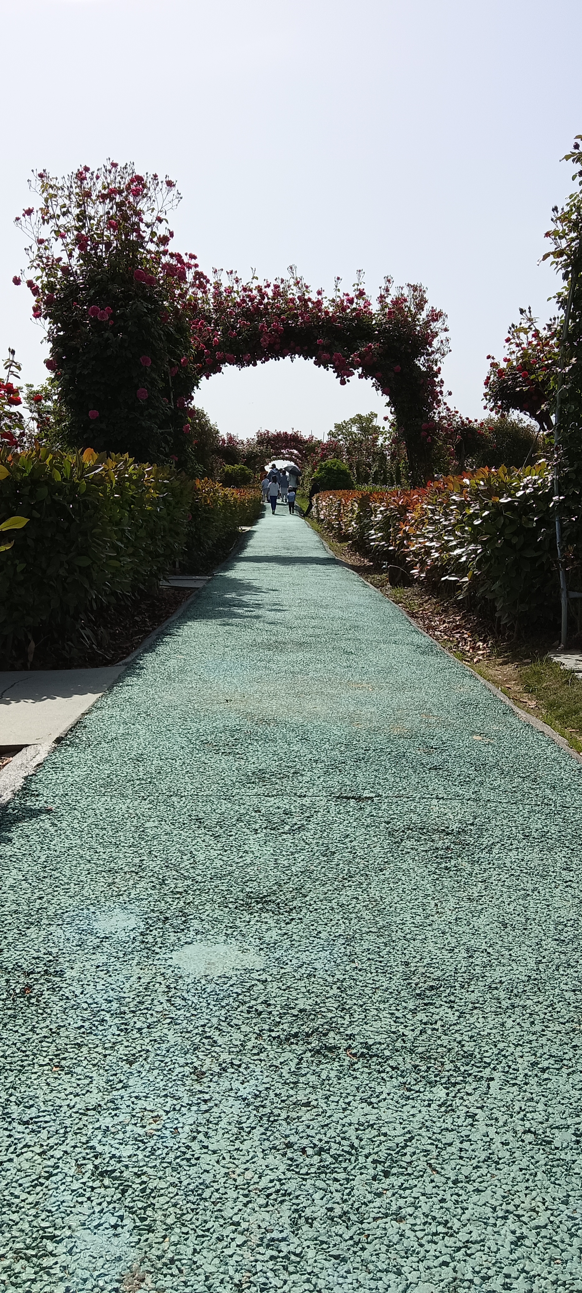 成娘·游玫园 作者:李成成  清风对面小温柔,满眼千花看尽头.