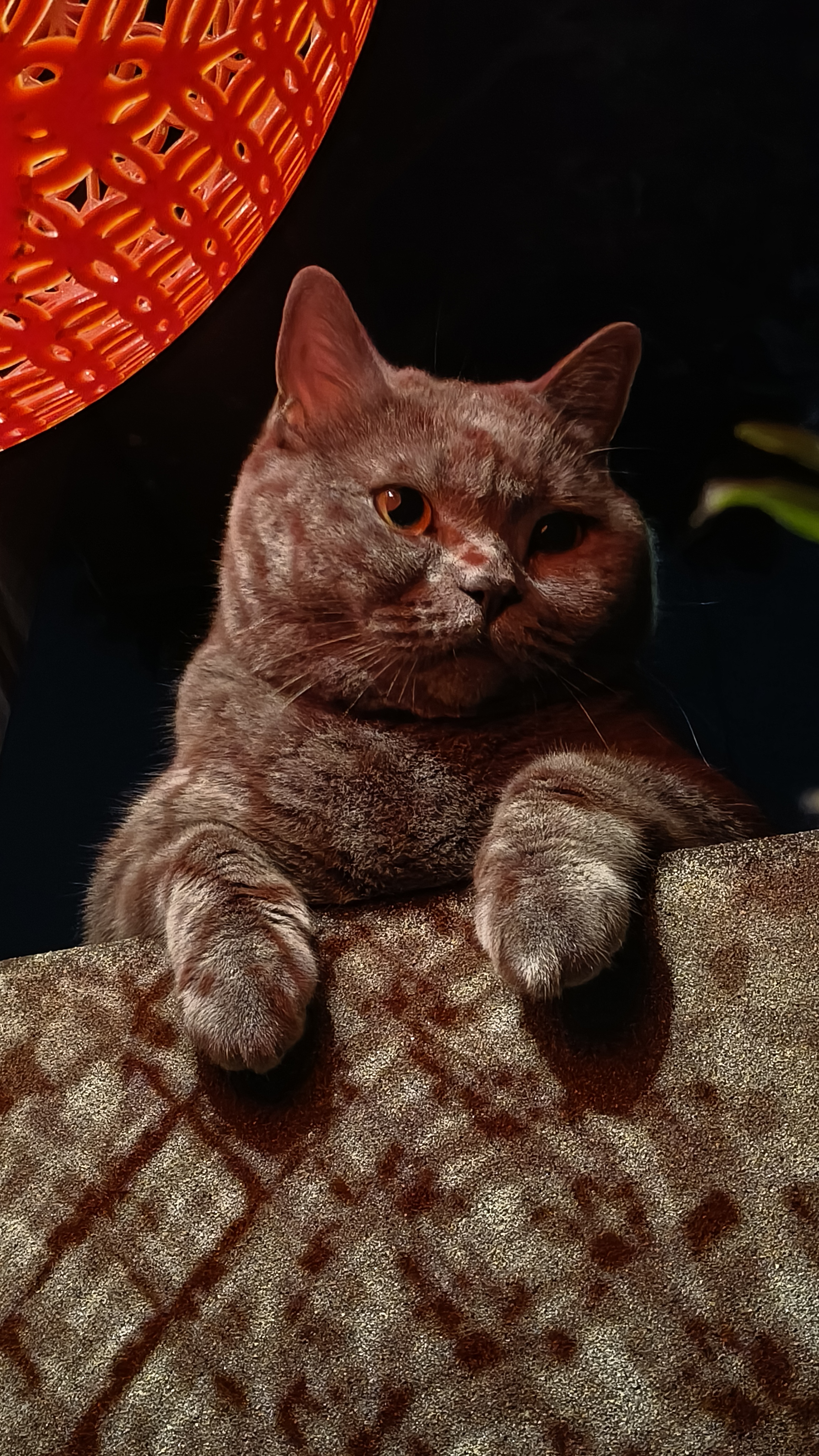 这只英国短毛猫也太萌了吧!