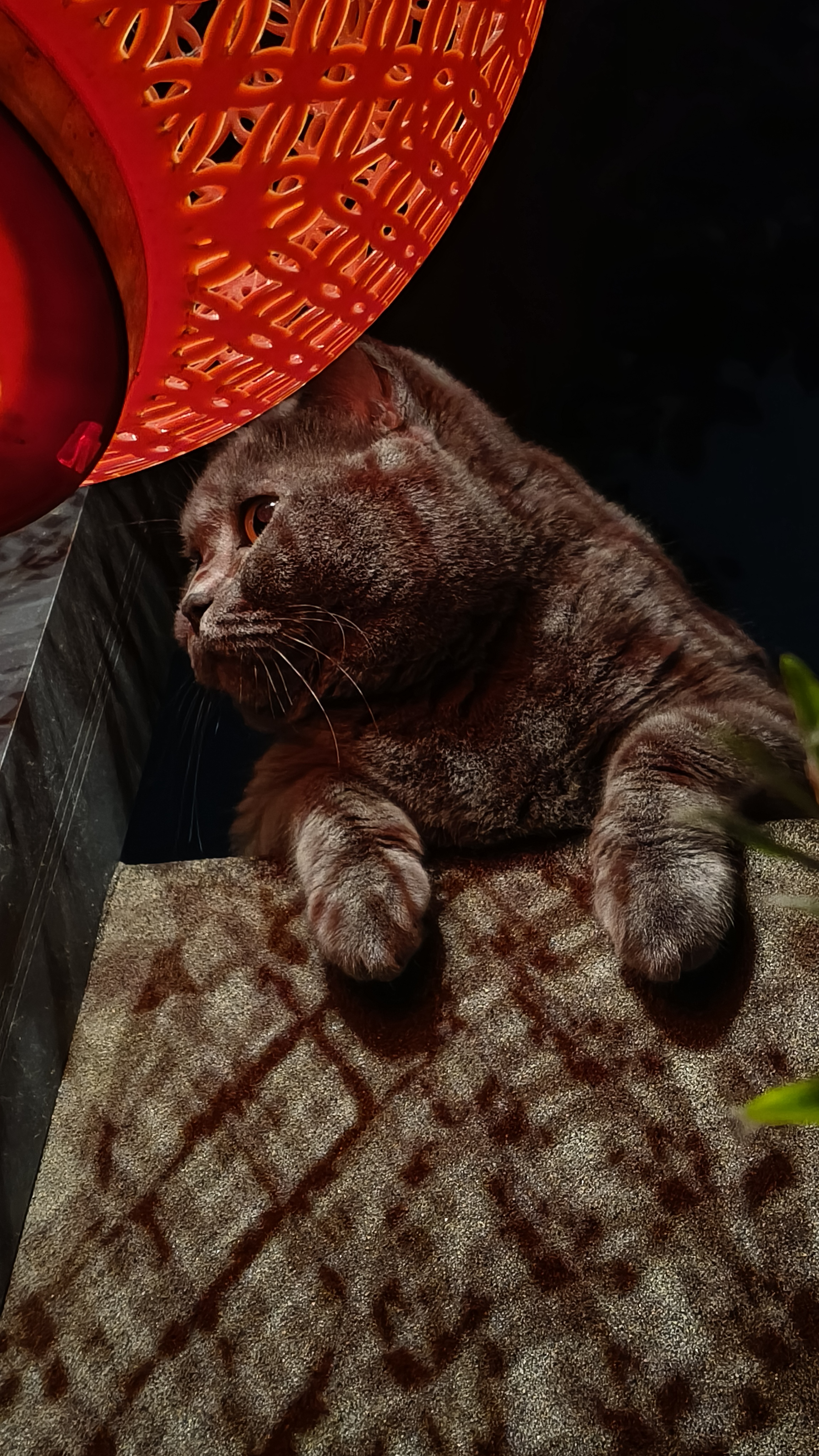 这只英国短毛猫也太萌了吧!
