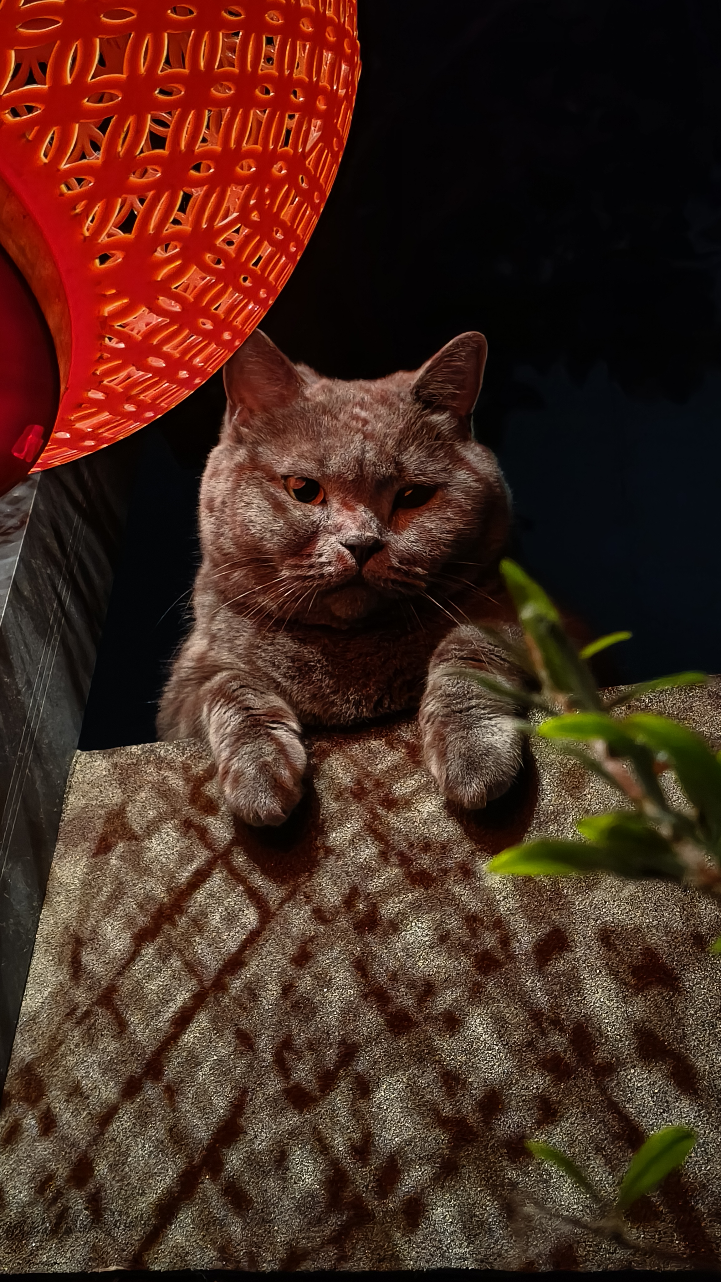 这只英国短毛猫也太萌了吧!