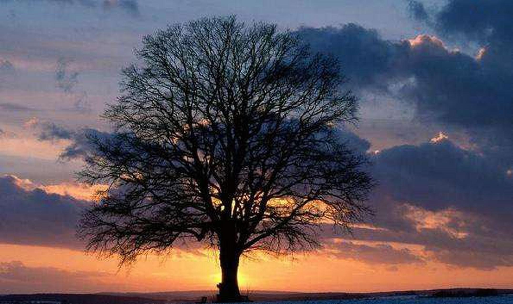 橡树与木棉的爱情,并不止于死生契阔,生死相依,更是一种全新的爱情