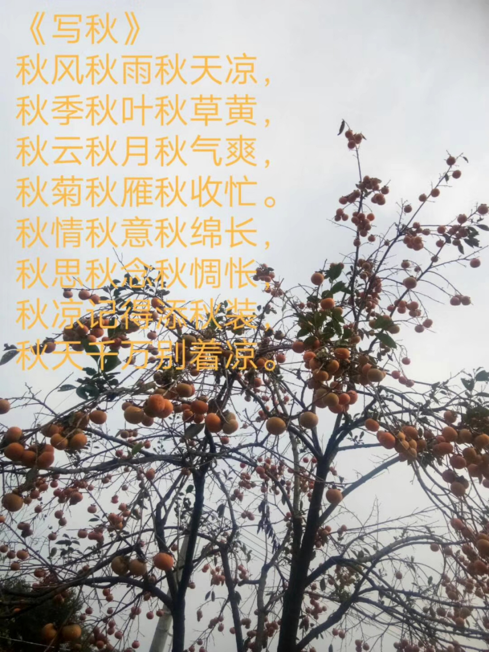秋风秋雨秋天凉, 秋季秋叶秋草黄 秋云秋月秋气爽 秋菊秋雁秋收忙 秋