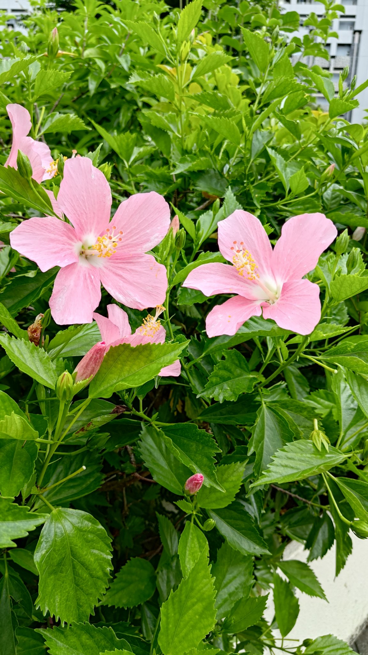 夏季的木槿花.漂亮吧