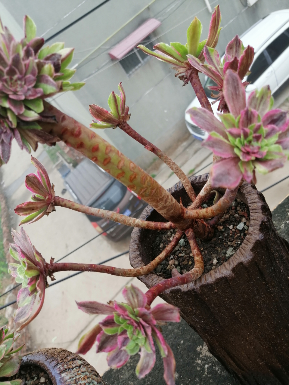 自养的法师萤火粉黛估计应该是玩家里面最丑的…#养花那点事# #养好小