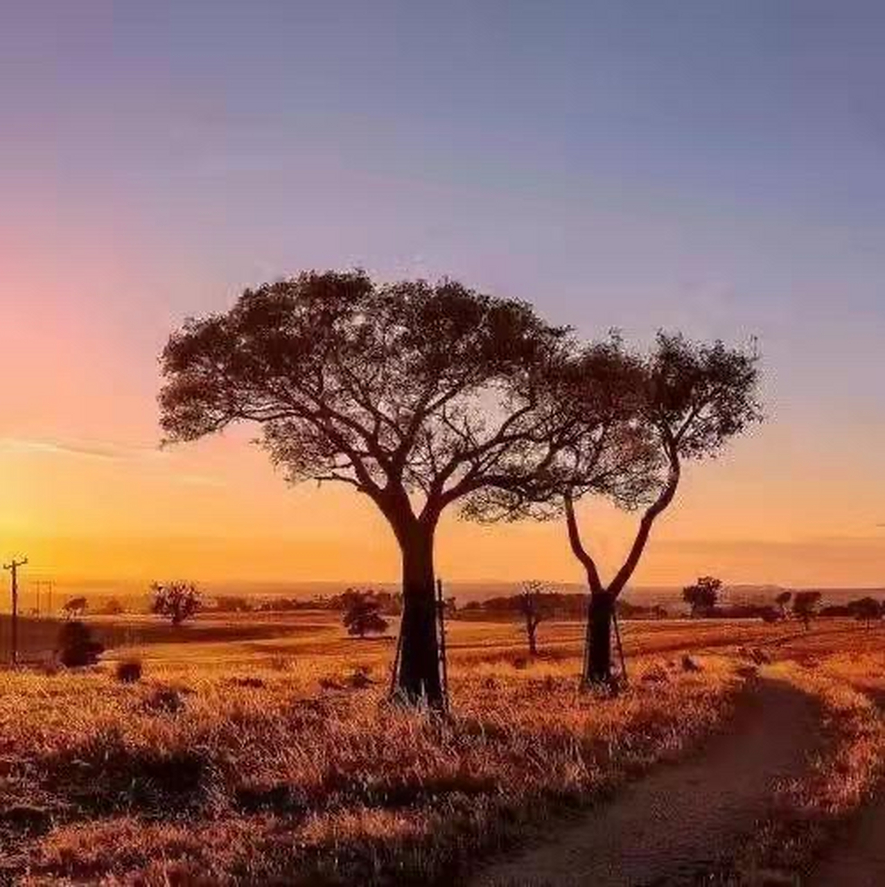 安常处顺(书法作品:简体图文版—大篆,四尺条幅,138*69cm)作者:陈林.