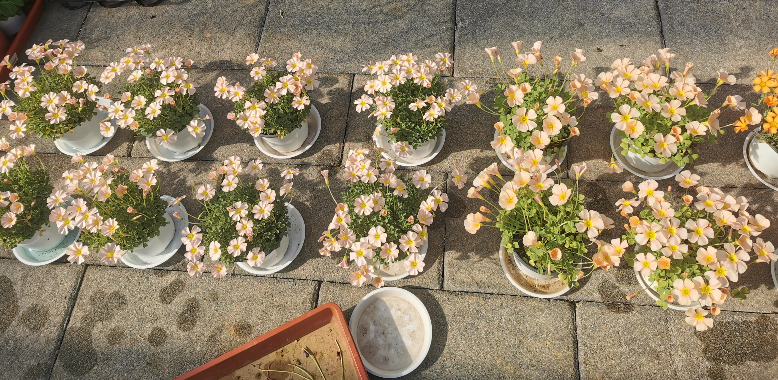 羽毛酢浆草天天都在被夸,同草花不同命.[二哈]#快乐回来了# #酢浆草