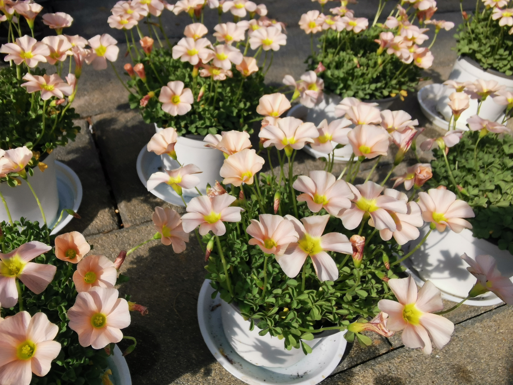 羽毛酢浆草天天都在被夸,同草花不同命.[二哈]#快乐回来了# #酢浆草