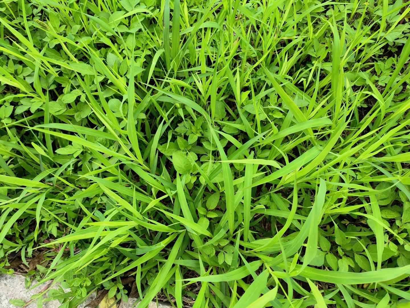 这几天有些忙,刘老板说去附近的海边玩,可这几天下雨,就没有去成,可想