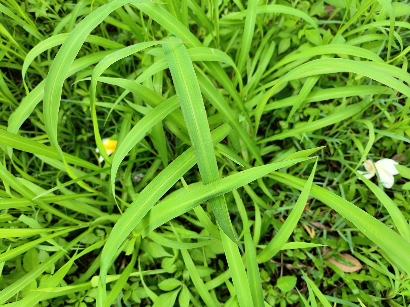 这几天有些忙,刘老板说去附近的海边玩,可这几天下雨,就没有去成,可想