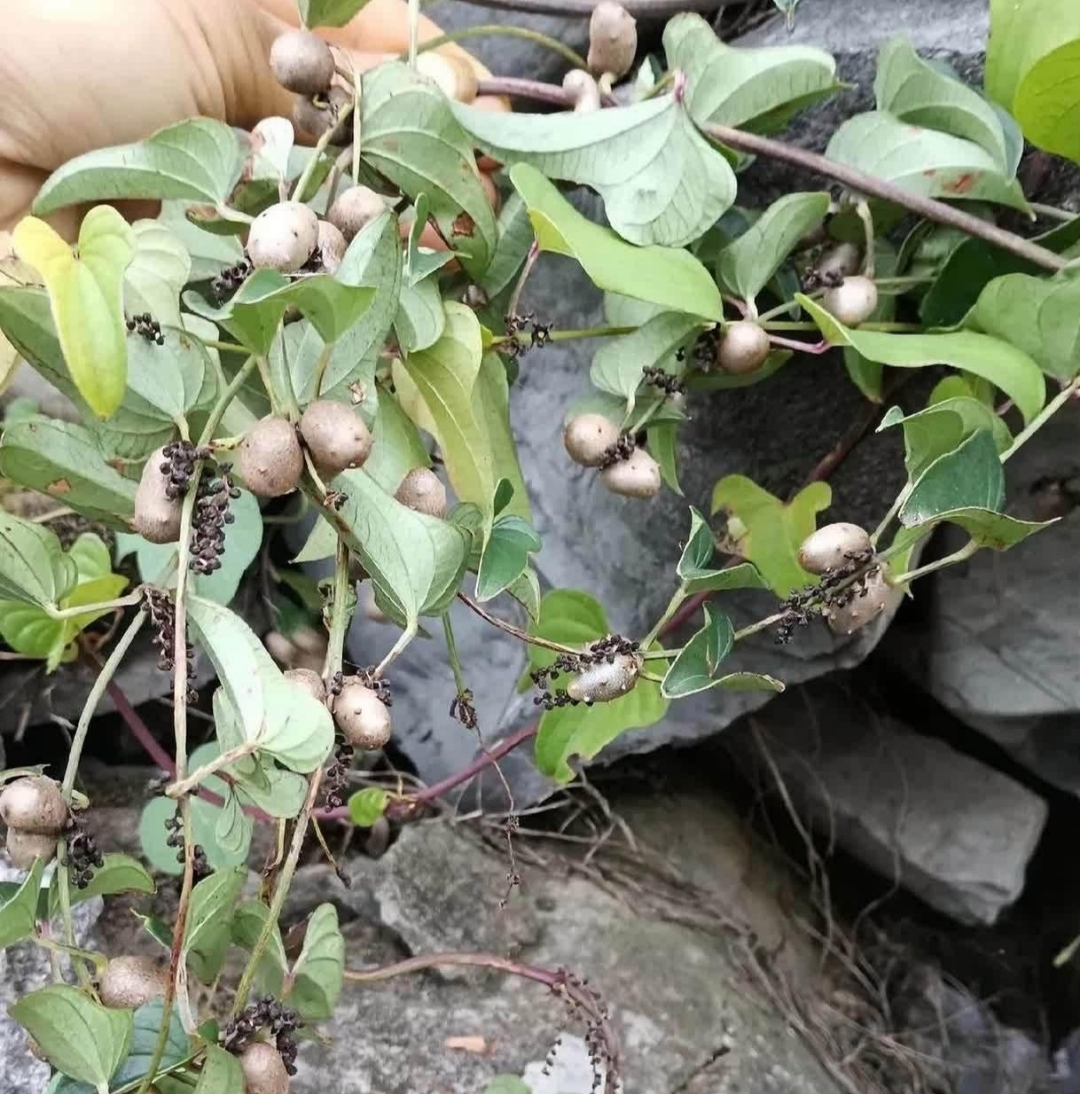 在石头缝里看到这个东西,果子结了好多啊!