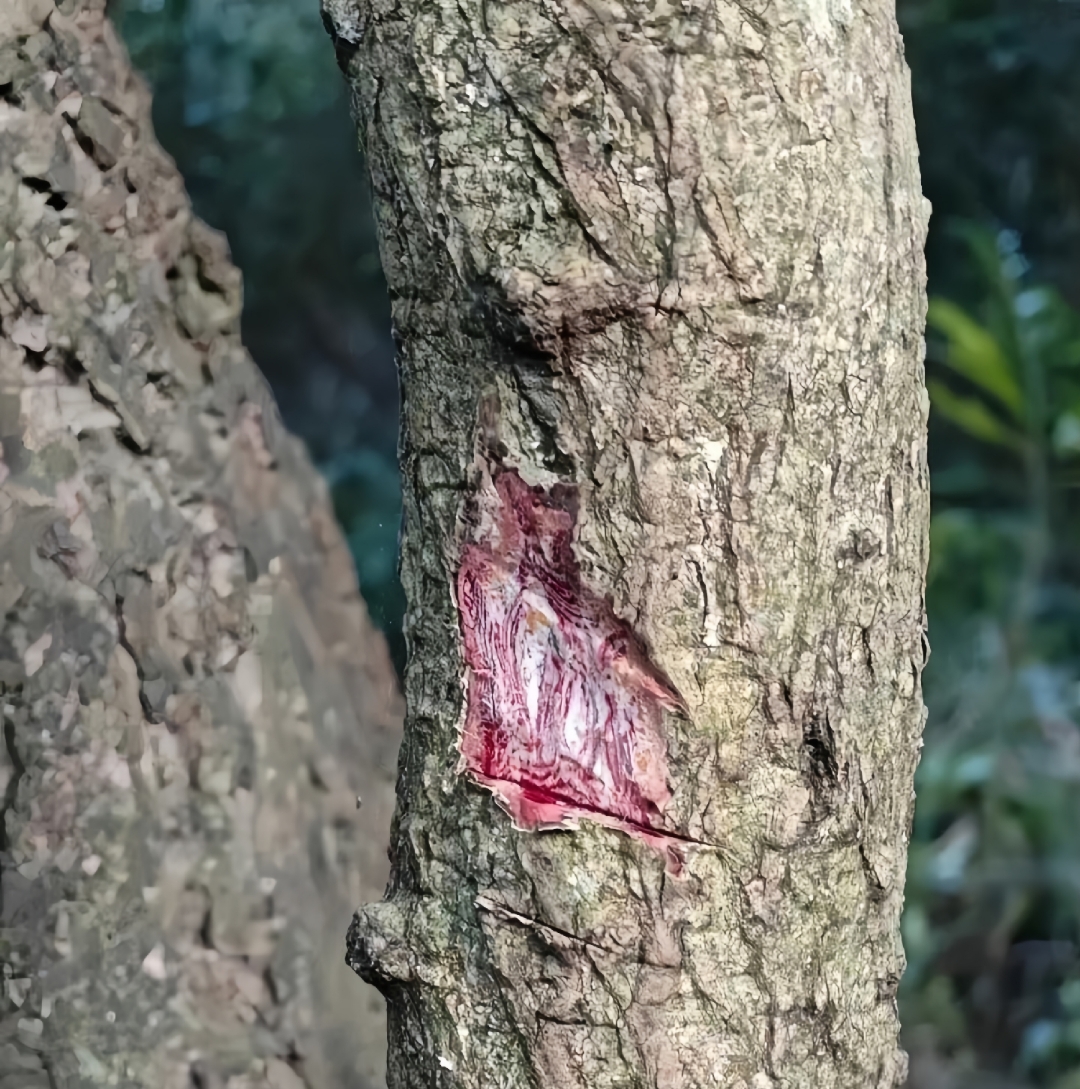 剥开它的皮,里面就像一块带着血丝的排骨一样,红白相间,看起来有点