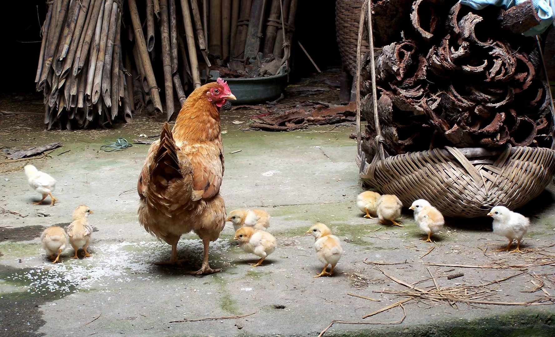 清•袁枚《鸡》       养鸡纵鸡食,鸡肥乃烹之.