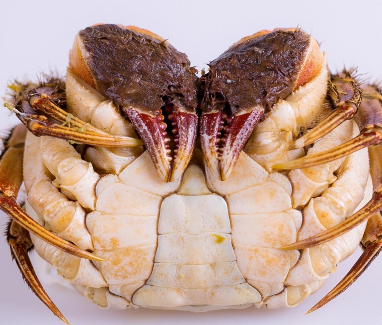 尝鲜的朋友们,公蟹与母蟹,哪个更胜一筹呢?